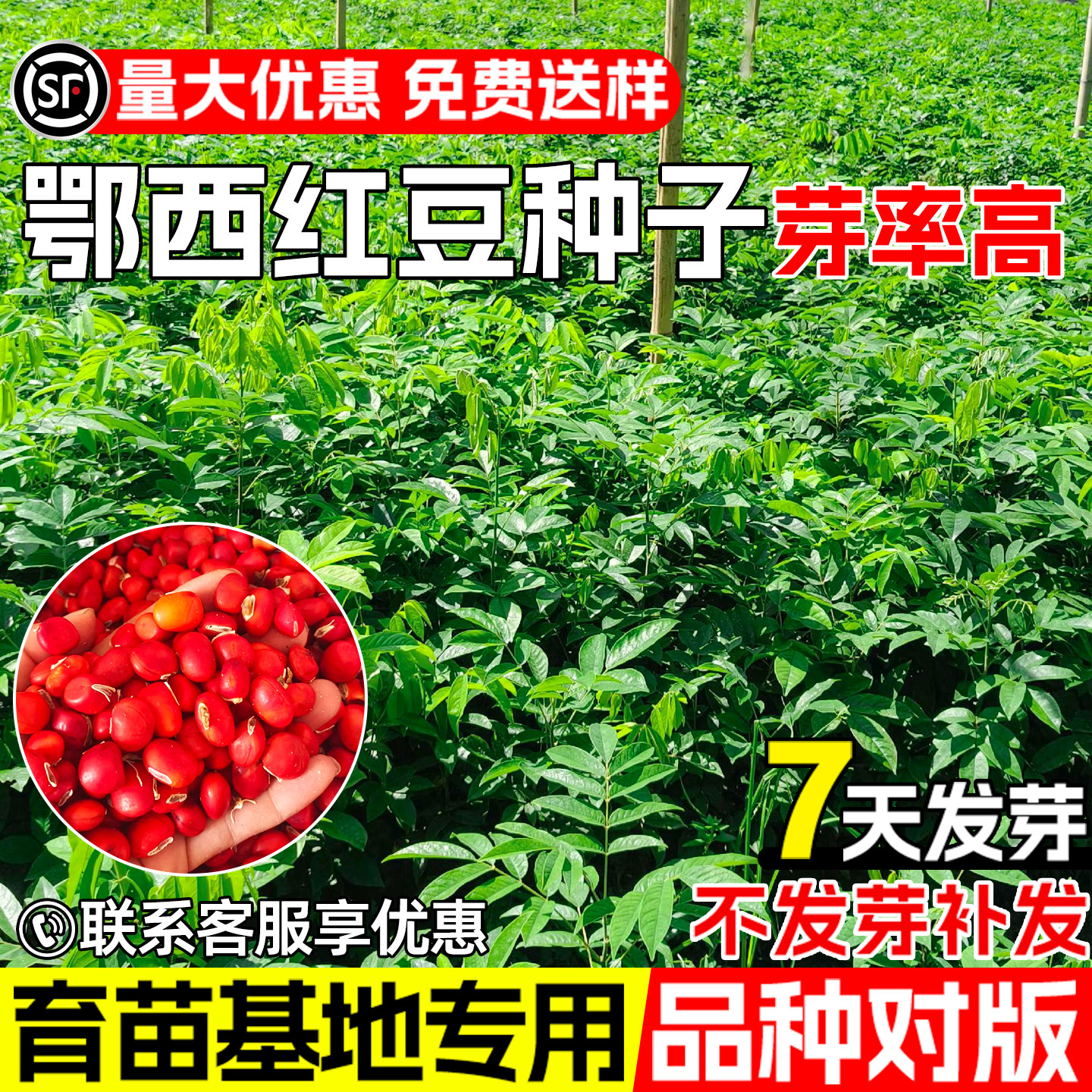 鄂西红豆种子景观园林绿化红豆树