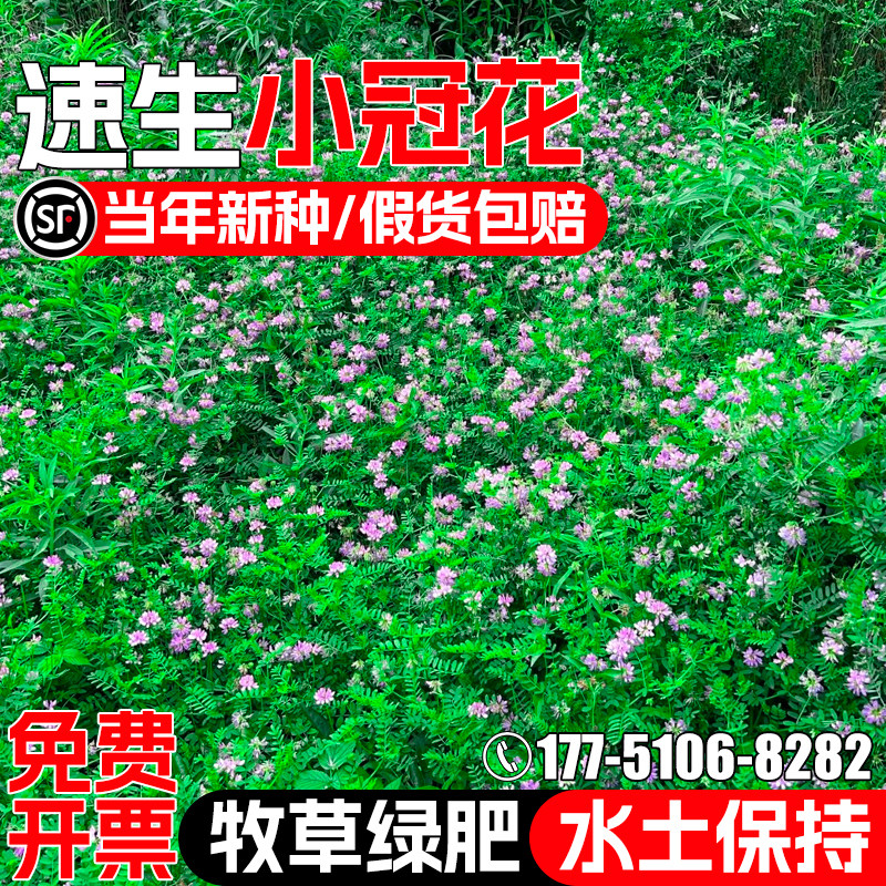 小冠花种籽护坡固土草籽灌木种子