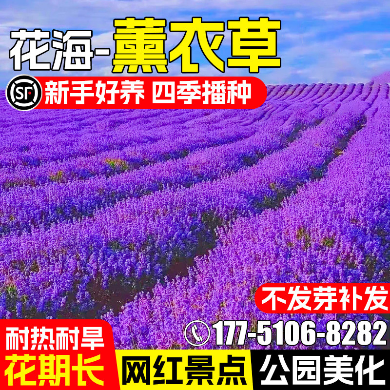 薰衣草花种籽四季播种庭院花种子