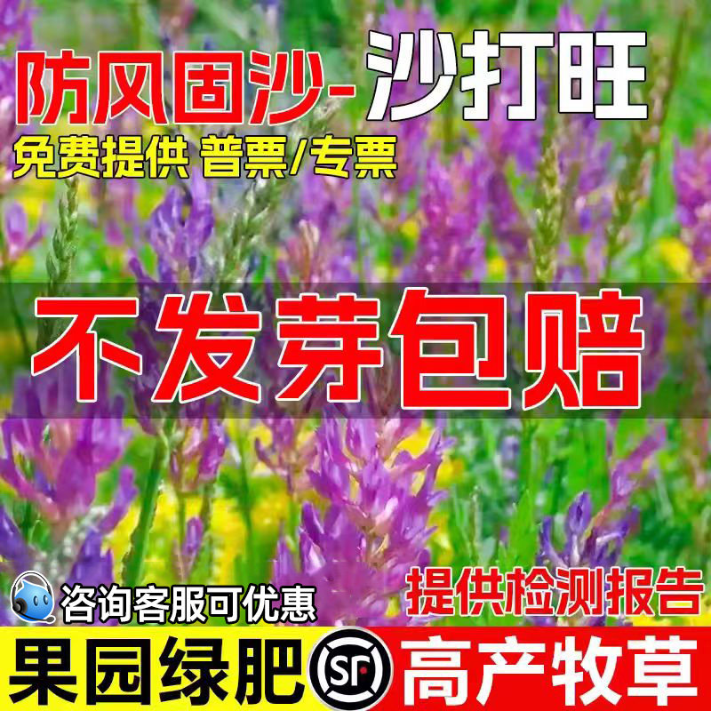 沙打旺种子多年生牧草籽四季高产果园绿肥防沙固土护坡绿化草种籽