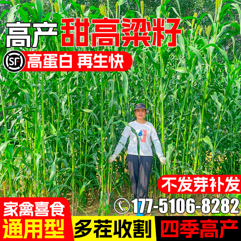 甜高粱种籽牧草种籽多年生草籽