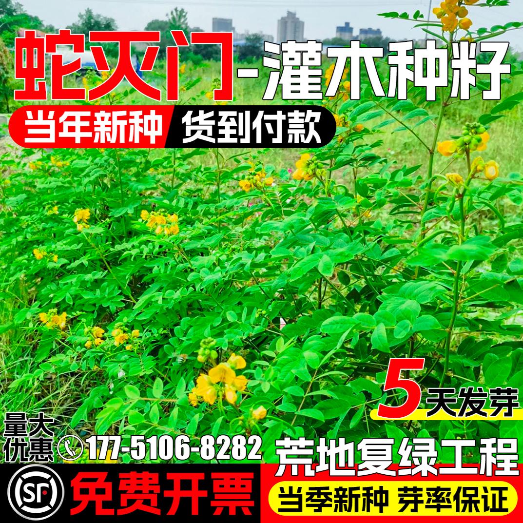 蛇灭门种籽驱蛇草种子灌木草籽