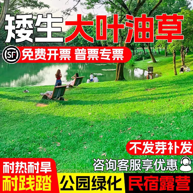 大叶油草种籽大叶油草草籽耐热抗旱矮生公园绿化四季青草坪草种子