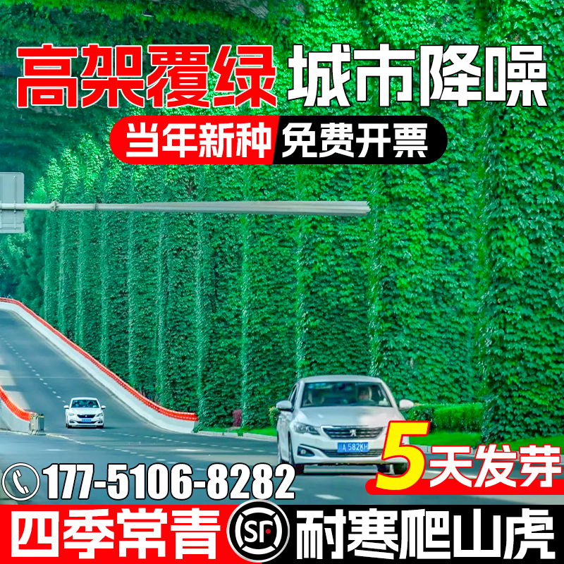 爬山虎种子爬墙植物种籽四季常青高架复绿耐寒多年生爬藤苗木草籽