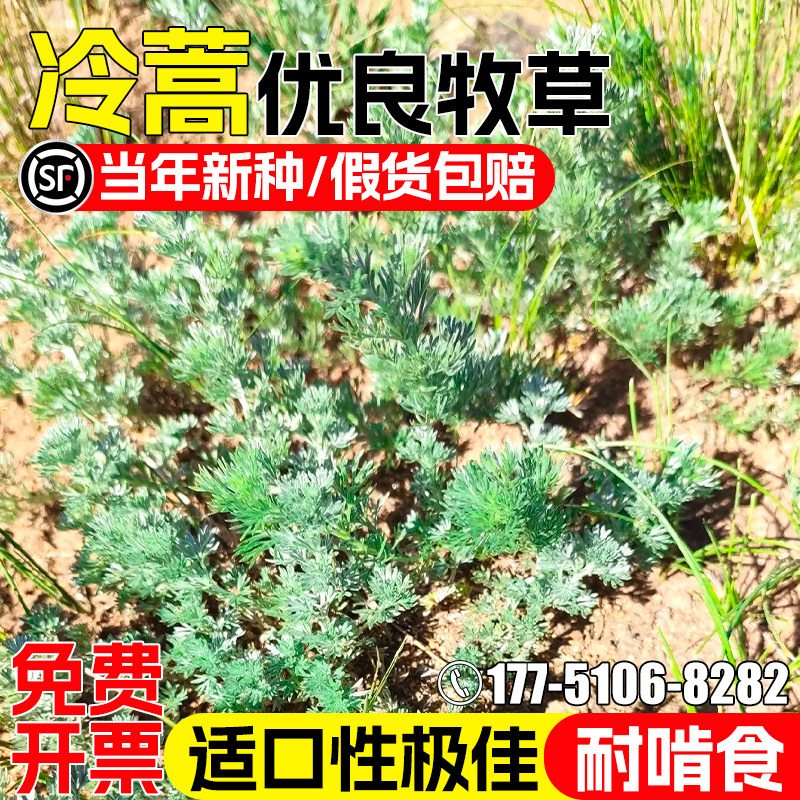 冷蒿种子四季高产牧草种籽多年生高蛋白畜牧养殖家禽喜食白蒿草籽