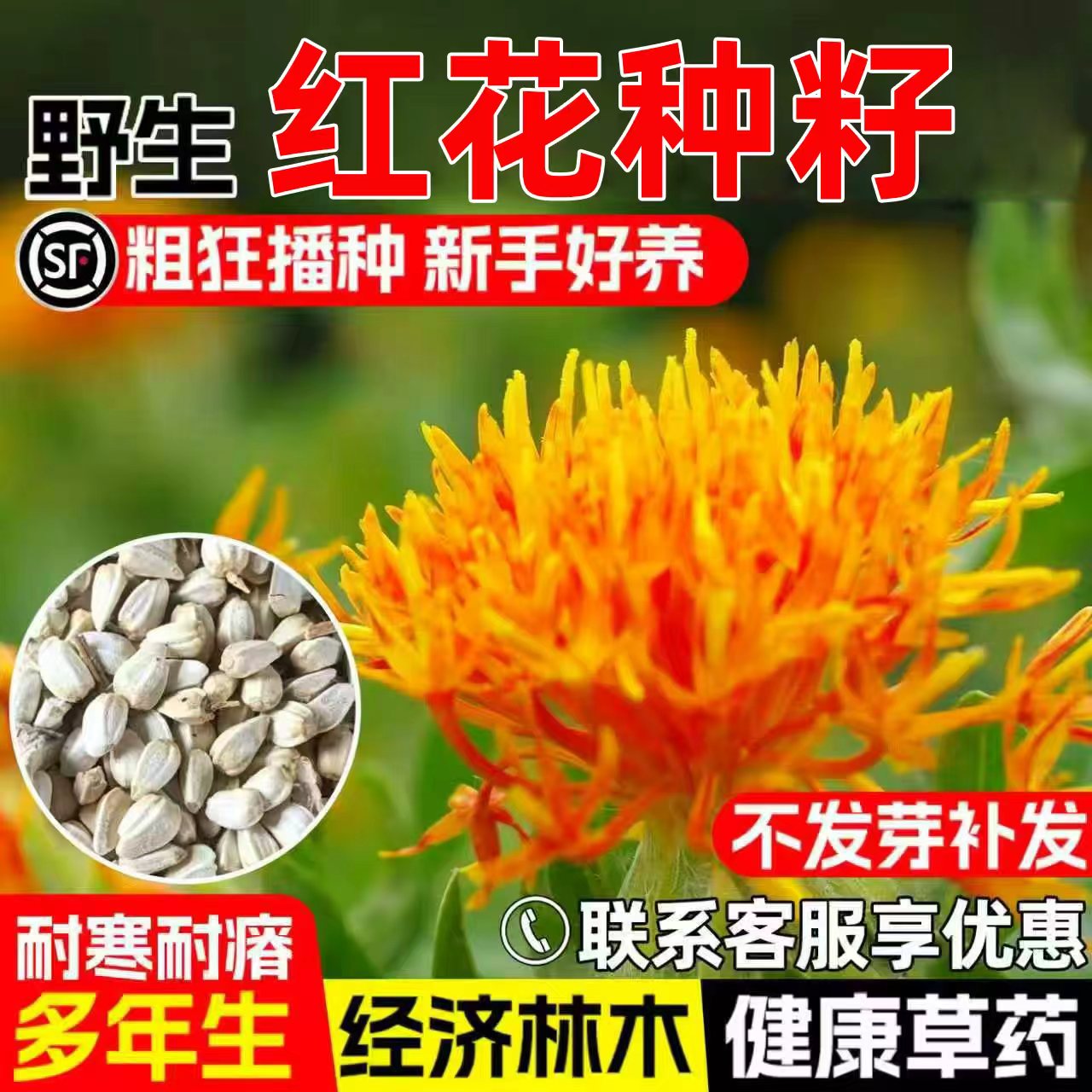红花种子药铺种植经济药材种子