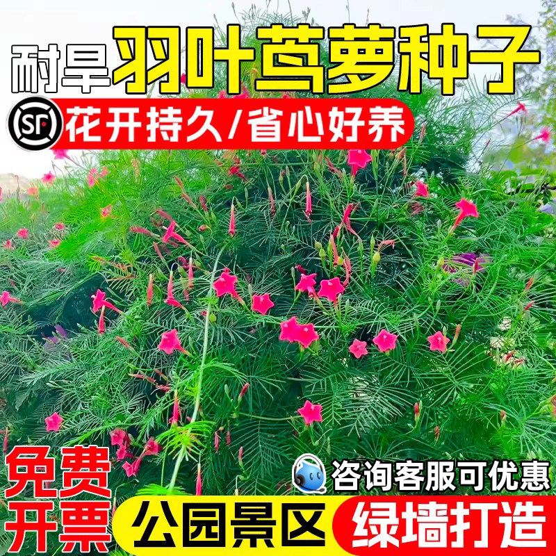 羽衣茑萝花种子四季爬藤植物花种籽耐热耐旱公园景区爬墙美化花籽