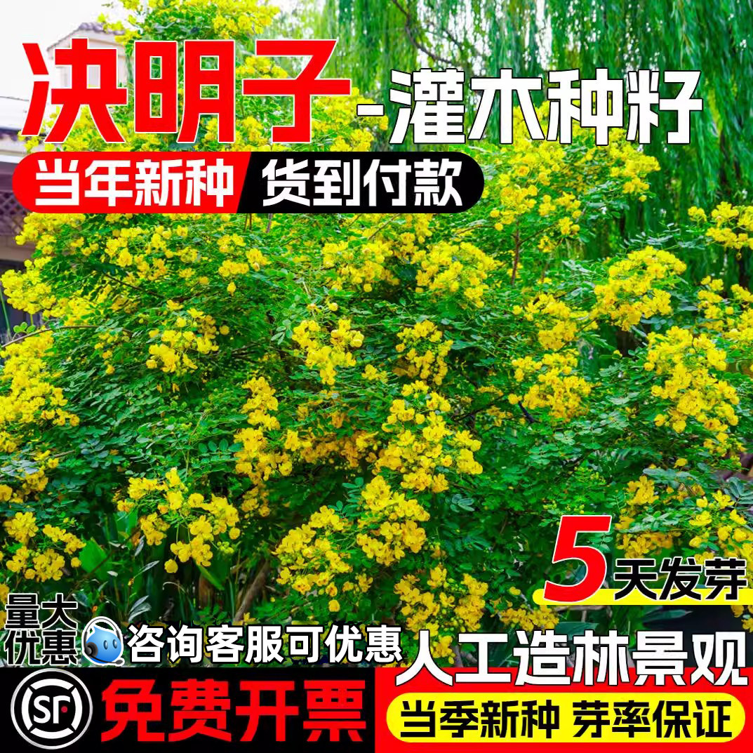 决明子种子护坡固土绿化灌木种籽