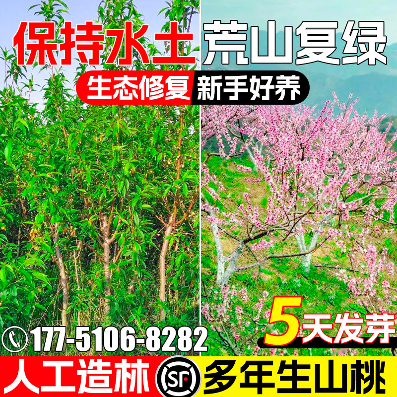 毛桃种籽水土保持植被造林山桃树