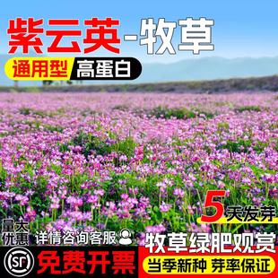 紫云英种子红花草种籽果园绿肥牧草观赏养蜂蜜源高蛋白耐贫瘠草籽