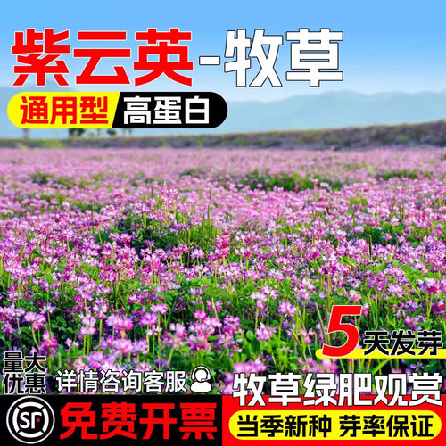 紫云英种籽牧草种子果园绿肥草籽