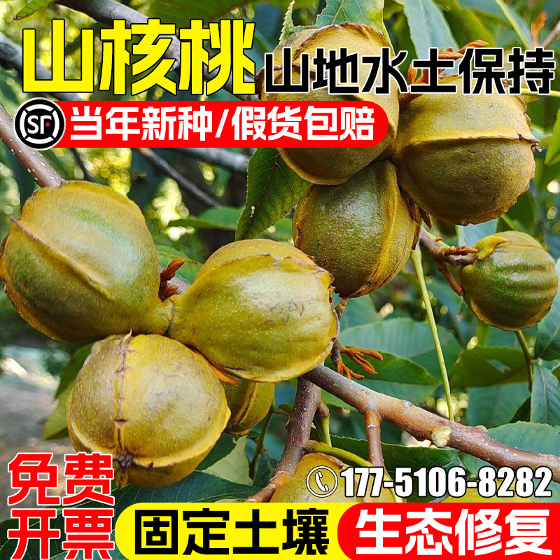山核桃种子护坡固土水土保持绿化
