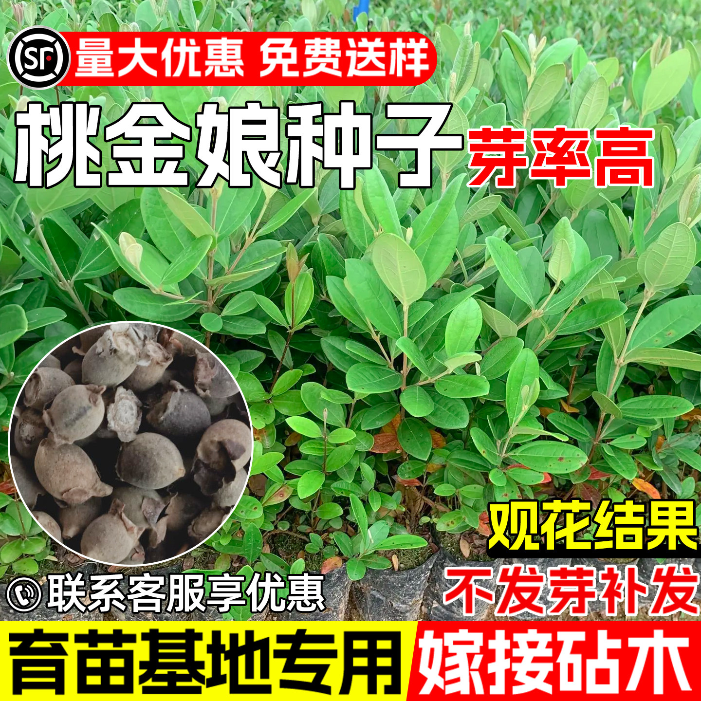 桃金娘果树种子山稔岗稔早熟高产