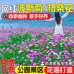 波斯菊花籽格桑花种子四季播种庭院别墅花海景观七彩花卉野花组合