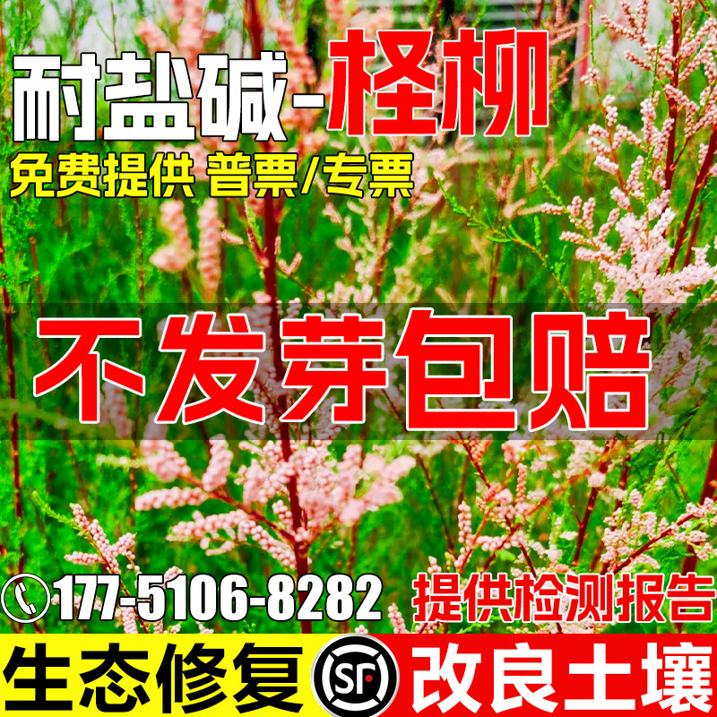 柽柳红柳种子防风固沙荒漠绿化