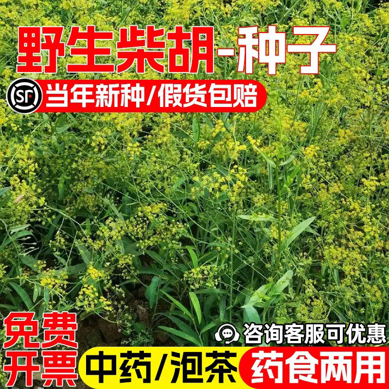 柴胡种子耐旱耐贫瘠野生药材种籽可药用食用泡茶养生生态修复草籽