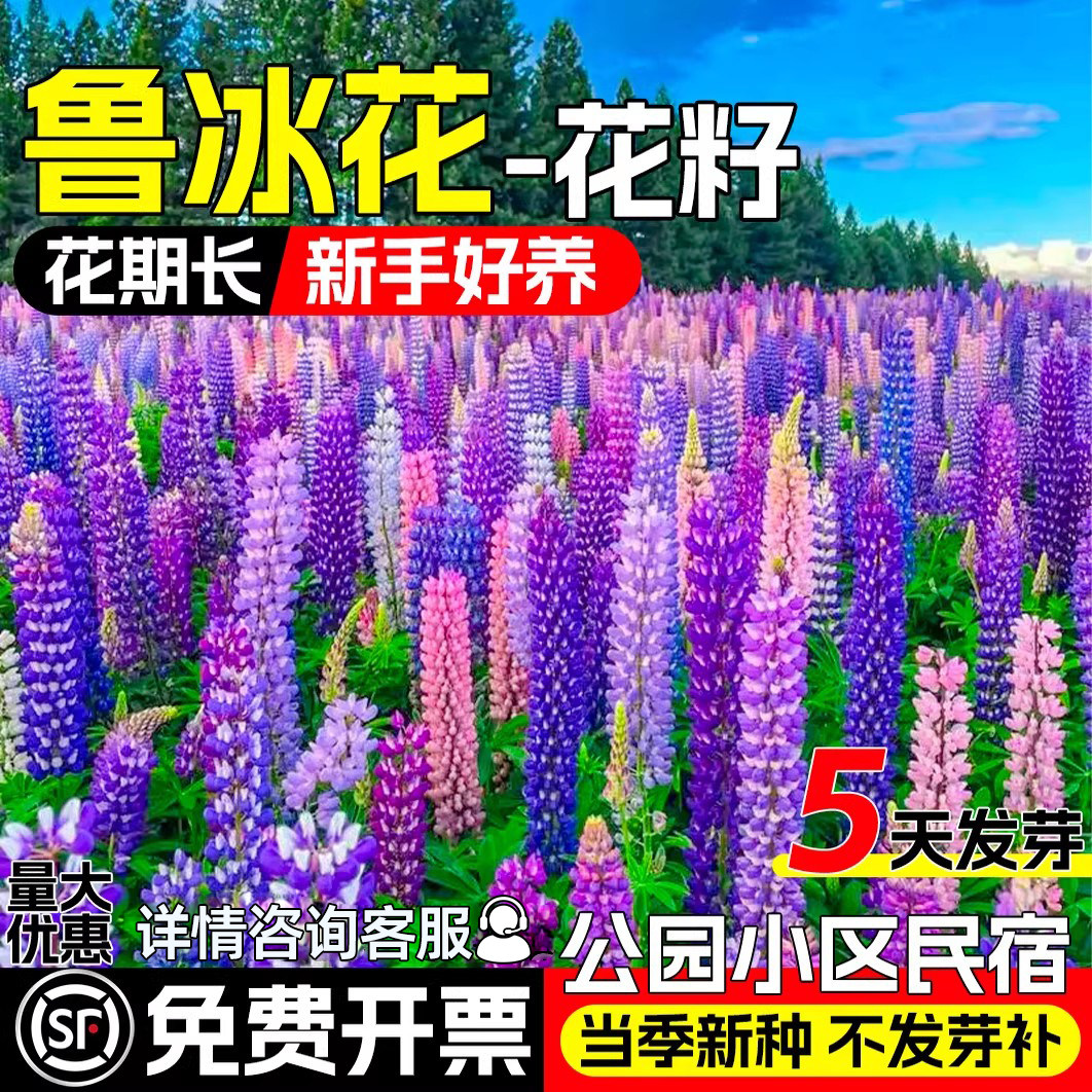 鲁冰花种籽四季播种公园小区民宿花籽花海景观羽扇豆种子耐寒花卉