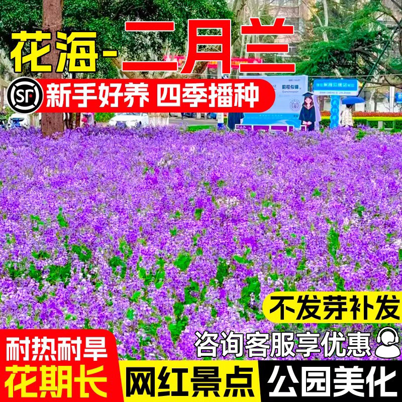 二月兰花籽四季野花组合花海种籽
