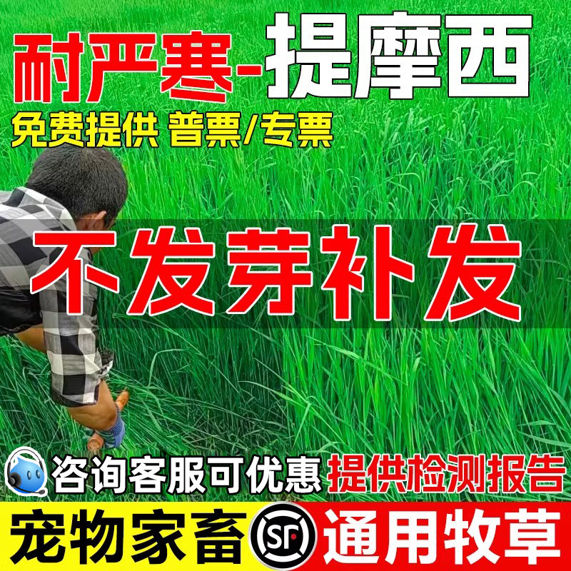 提摩西耐寒耐旱畜牧养殖宠物喜食