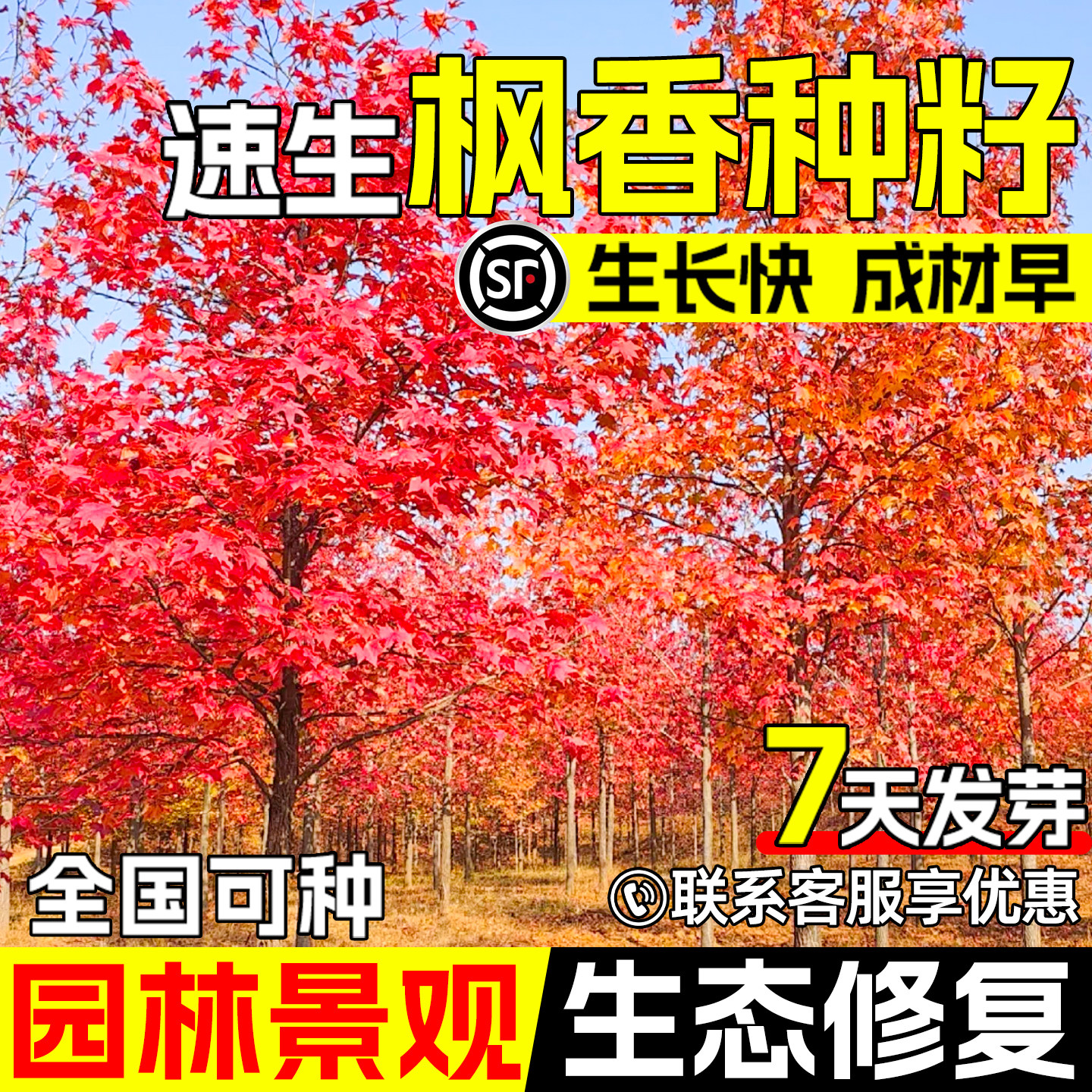 枫香枫树三角枫种子生态绿化观赏