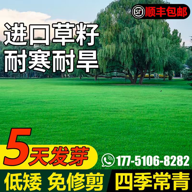 草坪草籽四季常青矮生庭院免修剪地毯草皮种籽护坡狗牙根耐旱种子