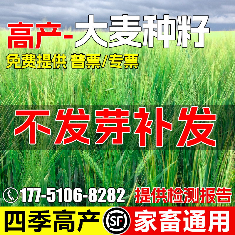大麦种四季高产畜牧养殖家禽喜食