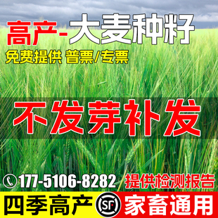 大麦种子耐旱耐贫瘠四季高产牧草种籽畜牧养殖家禽喜食高蛋白草籽
