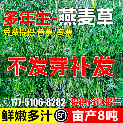 燕麦草籽四季牧草种子高产型种籽