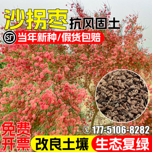 沙拐枣种子多年生防风固沙草籽沙漠土壤改善生态复绿水土保持种籽