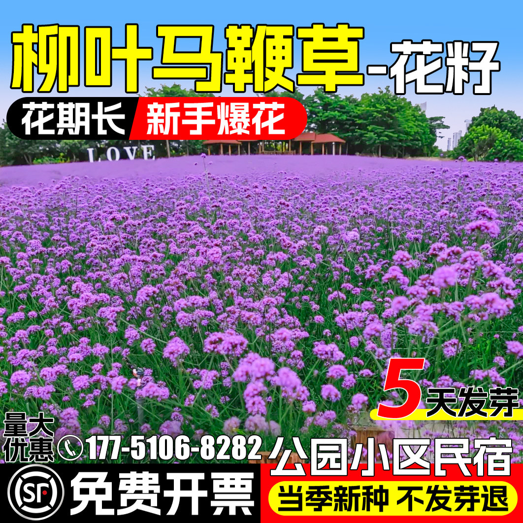 柳叶马鞭草花种子公园小区美化