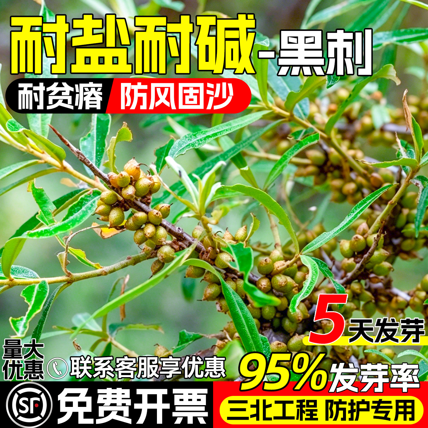 黑刺种子矿山边坡工程绿化灌木