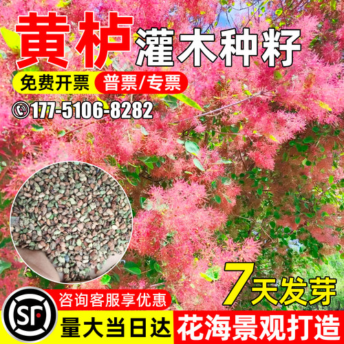 黄栌种子四季常绿水土保持绿化