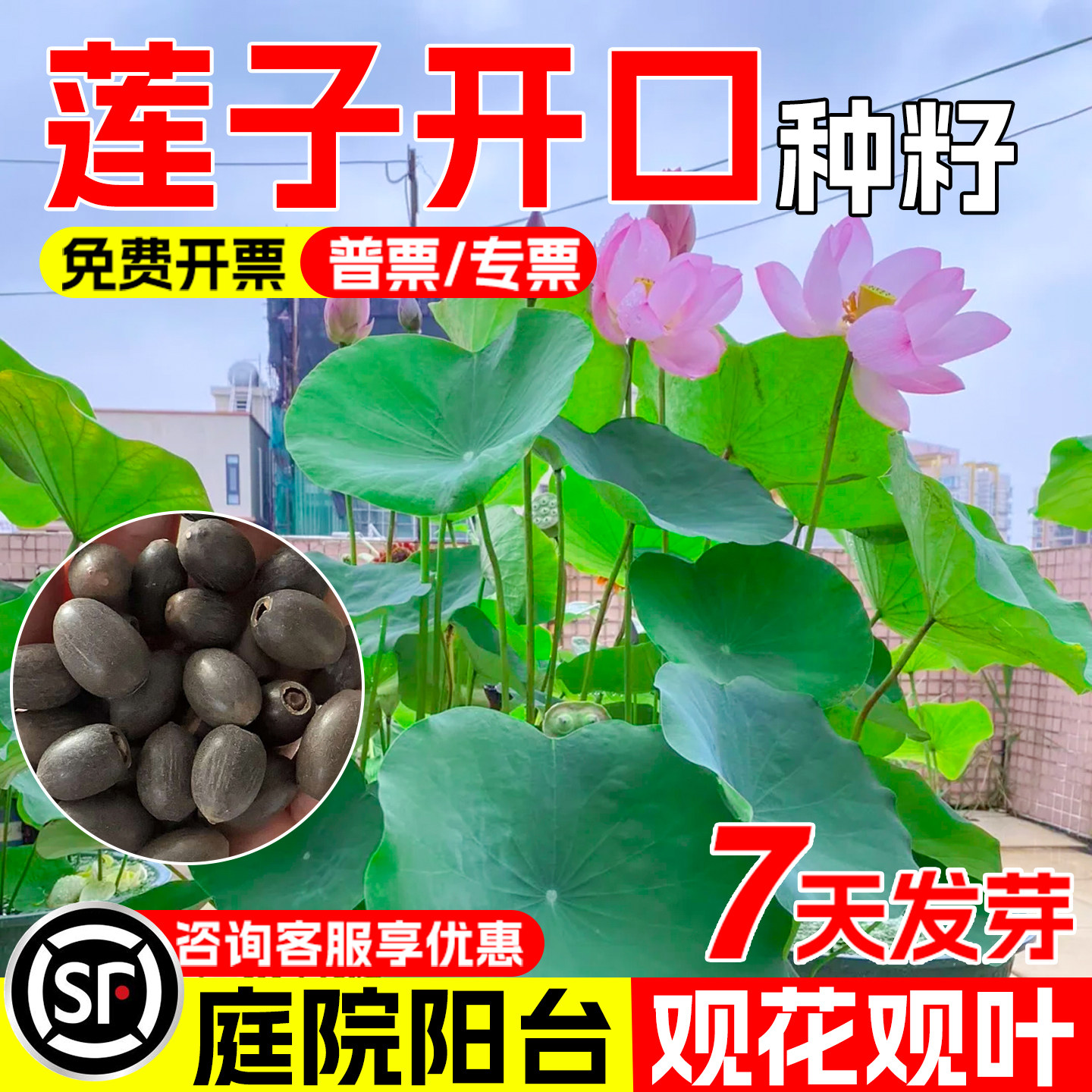 开口碗莲睡莲荷花种子鱼缸水生