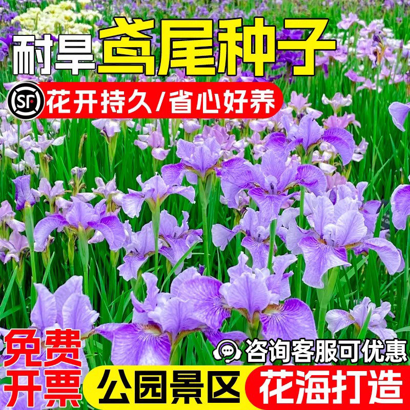 蓝花鸢尾花籽蓝蝴蝶扁竹花种子