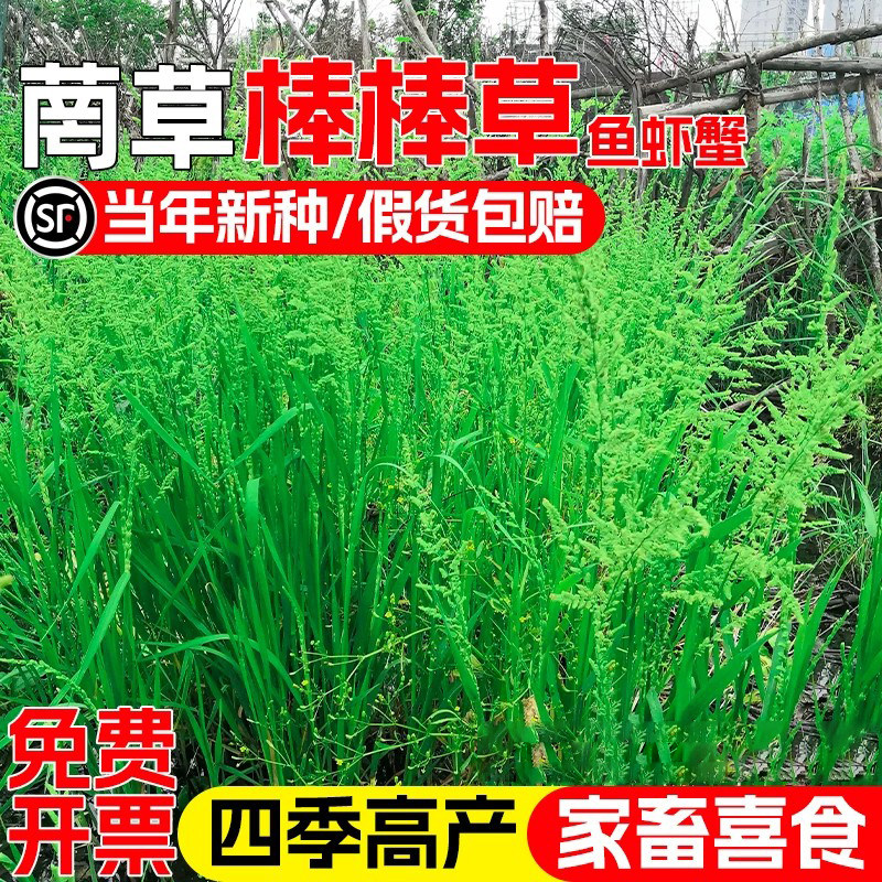 棒棒草籽小龙虾养殖水草苦梗草水稗籽耐寒挺水水草种籽虾塘草种子