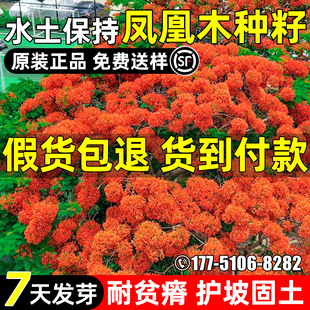 凤凰木种子耐贫瘠红花楹木护坡固土水土保持景观绿化观赏乔木种籽