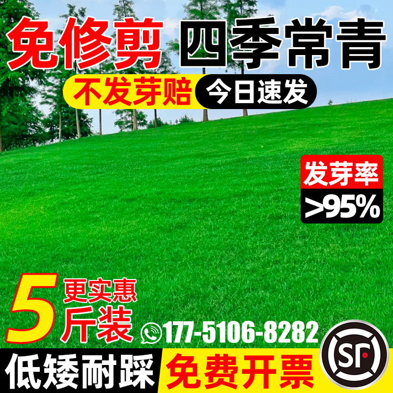 草坪草籽四季常青矮生庭院地毯草