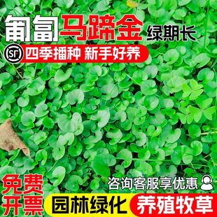 马蹄金种子四季常青园林绿化观赏铜钱草种籽耐旱草坪草籽小金钱草