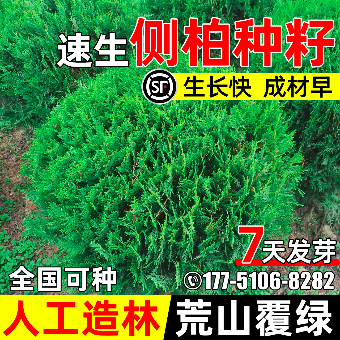 侧柏树速生灌木种籽人工造林柏树