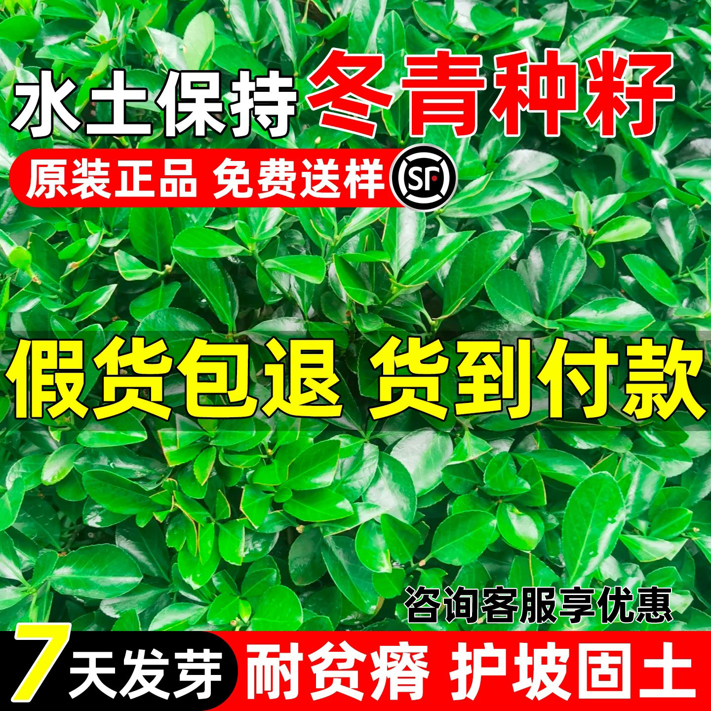 法国冬青种子水土保持行道树绿化
