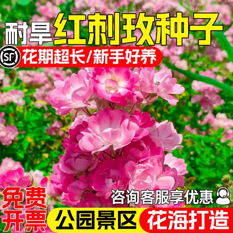 红刺玫种子四季阳台盆栽红蔷薇玫瑰花种籽公园景区花海黄刺玫花籽