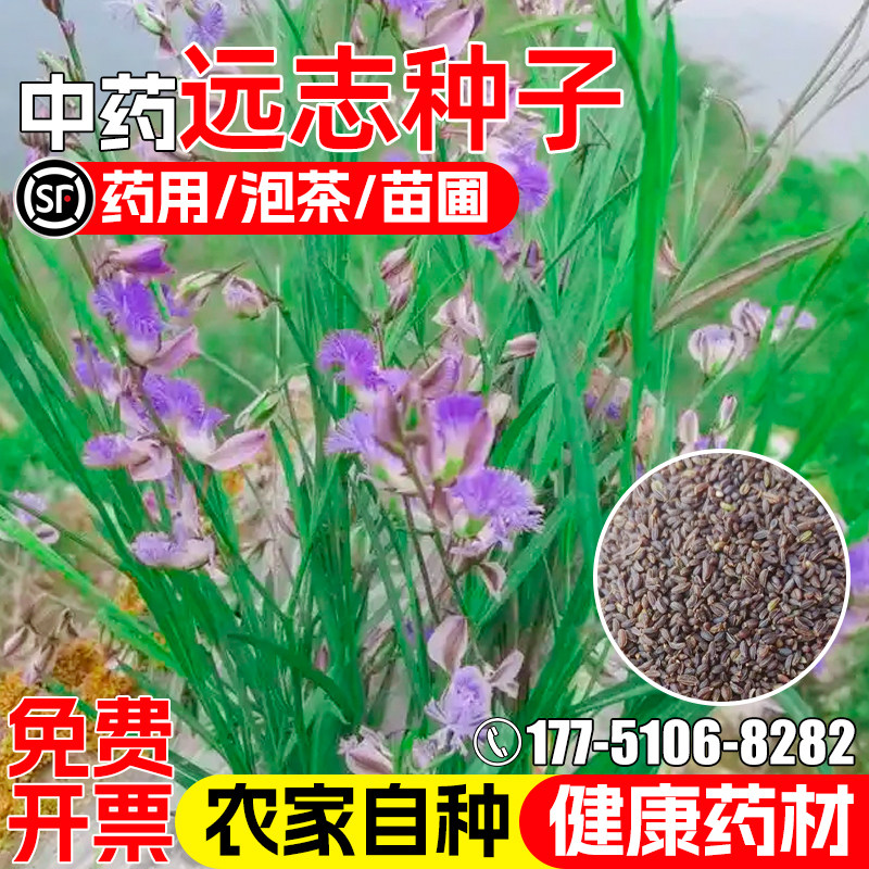 远志种子四季播种细叶远志中草药药食两用草本植物野生中药材种籽