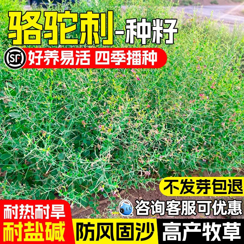 骆驼刺防风固沙荒漠复绿高产牧草