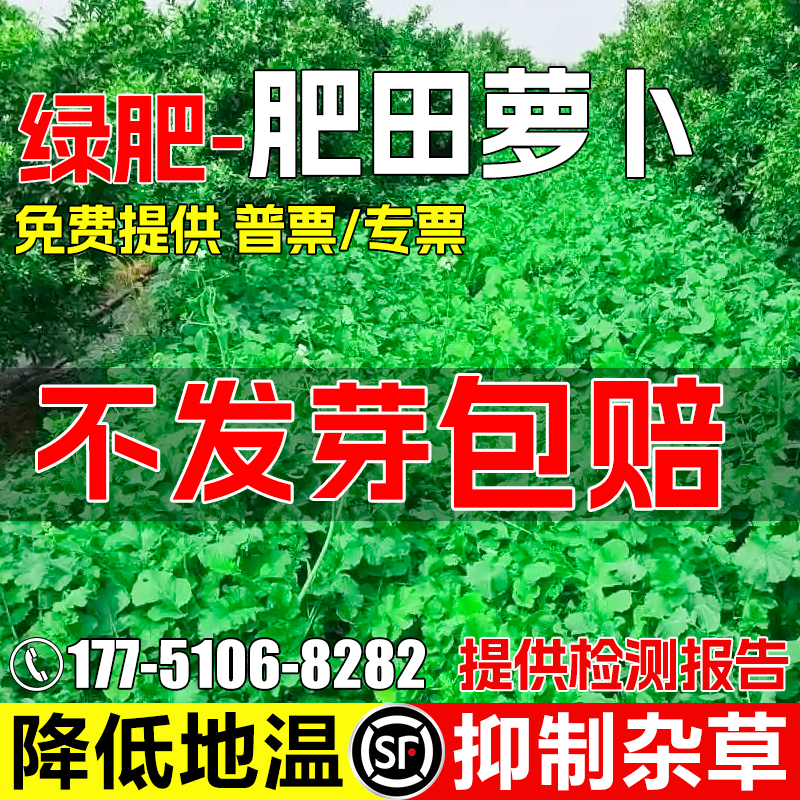 肥田萝卜种子破除土壤板结天然绿肥作物耐寒耐酸果园生草改良土壤