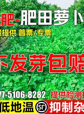 肥田萝卜种子破除土壤板结天然绿肥作物耐寒耐酸果园生草改良土壤