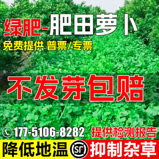 肥田萝卜种子破除土壤板结天然绿肥作物耐寒耐酸果园生草改良土壤