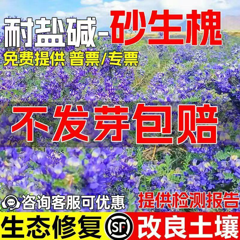 砂生槐种子水土保持荒漠植被绿化