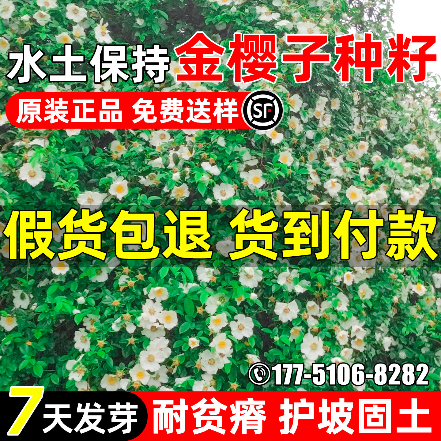 金樱子种子景观绿化观赏常绿灌木
