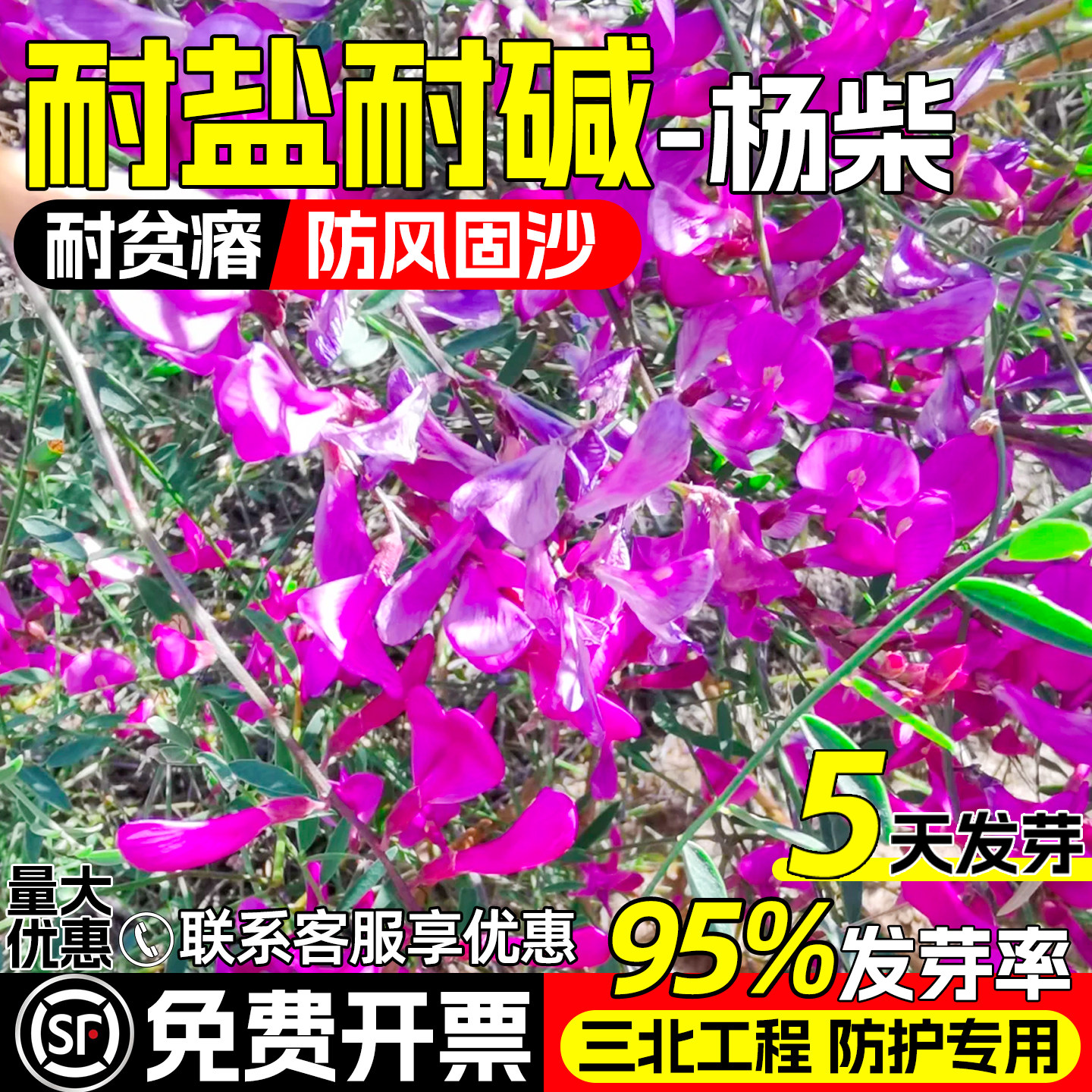 杨柴种子蒙古岩黄芪羊柴灌木种籽