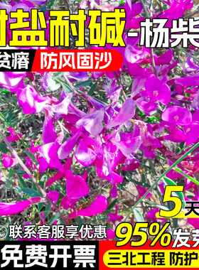 杨柴种子蒙古岩黄芪羊柴灌木种籽